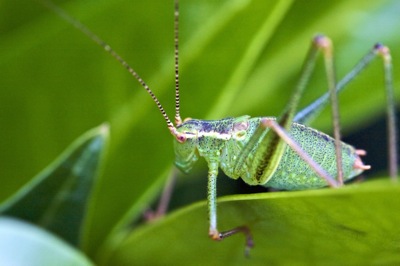 a macro picture of a grashopper in color